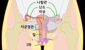 여성의 생식 기관 단면도
