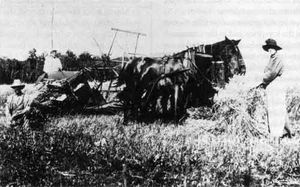 스톤월 근처에서 밀 수확