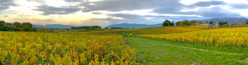 쥐라산맥을 배경으로 한 사티니의 전형적인 풍경