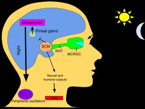 눈으로 들어오는 가시광선과 포유류 뇌의 신경 구조로 이어지는 긍정적 및 부정적 신호 전달 경로: 눈이 햇빛에 노출되면 송과선의 멜라토닌 생성이 억제되어 각성을 촉진하는 호르몬이 분비됩니다. 반대로, 빛이 없으면 송과선은 멜라토닌을 계속 합성하여 졸음을 유발하고 수면을 유도합니다.
