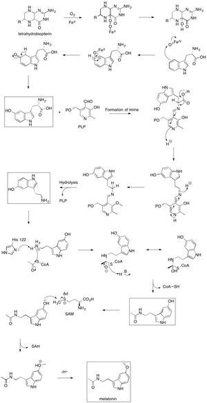 멜라토닌 생합성 기전