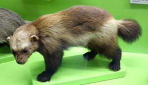 이탈리아 자코모 도리아 시립 자연사 박물관에 전시된 박제 표본