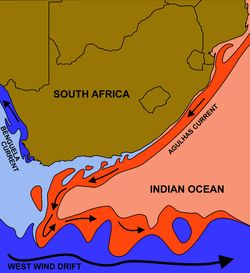 남아프리카 공화국 동해안을 따라 흐르는 따뜻한 아굴라스 해류(빨간색)와 서해안을 따라 흐르는 차가운 벵겔라 해류(파란색)의 흐름. 각각 인도양과 대서양에서 시작된다. 벵겔라 해류는 남대서양의 남극 해역에서 기원하는 것이 아니라 대륙 서해안을 따라 대서양 심해의 차가운 물이 용승하여 생겨난다는 점에 유의한다. 두 해류는 남아프리카 공화국 남쪽 해안 어디에서도 만나지 않는다.