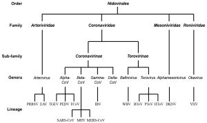 니도바이러스목 분류 계통수