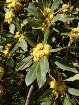 꽃이 핀 월계수(Laurus nobilis)