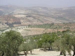 알레포 북서쪽에 있는 인근 쿠르드 산맥(Kurd Mountains)