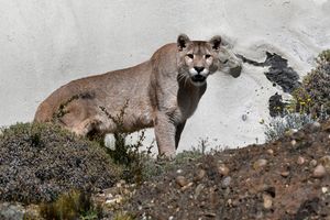 칠레 파타고니아 토레스 델 파이네 국립공원의 아메리카들개