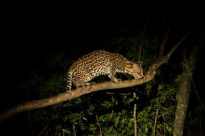 밤에 사냥하는 오셀롯