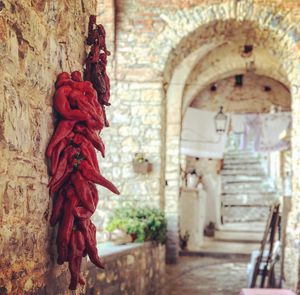 바실리카타 주 요리의 주요 재료인 크루스코 피망(Peperone crusco)