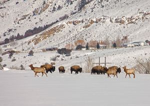 겨울철 엘크의 이동과 눈, 먹이 감소로 인한 들소와 엘크의 쇠약화는 늑대나 불곰의 공격 증가 요인이 된다.