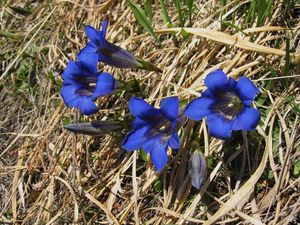 무경 겐티아나 (Gentiana acaulis)