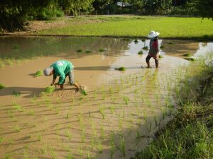 벼를 심는 필리핀 사람들