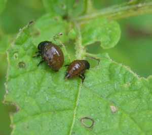 콜로라도감자벌레 애벌레(잎 가해)