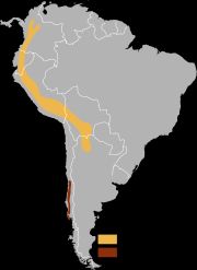 감자의 원산지, 남미 안데스