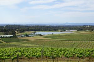 헌터 지역의 포도원