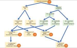 Aegilops 속 종은 이배체 밀과 빵 밀의 조상이다.