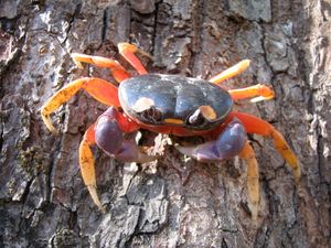 Gecarcinus quadratus, 중앙아메리카산 육지 게