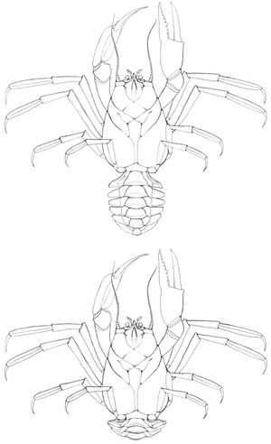 가장 오래된 것으로 알려진 게인 Eocarcinus의 복원도