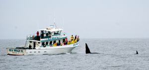 몬터레이 만에서 범고래를 관찰하는 모습