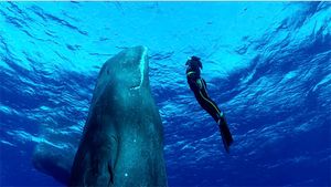 마코향유고래와의 수영