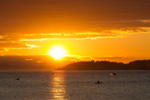 혹등고래 관찰 (시셸트)