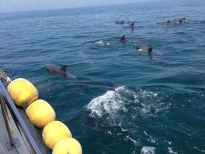 고와마치 앞바다의 남방큰돌고래 관찰 사업