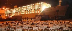 소말릴란드 베르베라(Berbera)의 가축 수출