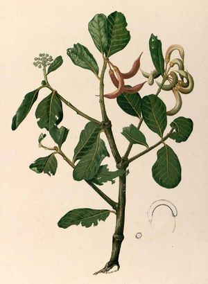 프란시스코 마누엘 블랑코(Francisco Manuel Blanco)의 "플로라 데 필리피나스(Flora de Filipinas)"에 나오는 "툰독(tundok)" 나무(Aegiceras corniculatum)를 묘사한 판화