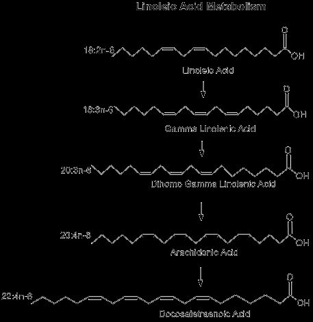 리놀레산의 대사 과정