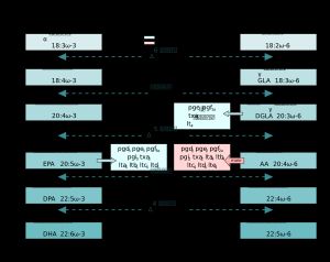 필수 지방산의 대사 경로와 에이코사노이드의 형성