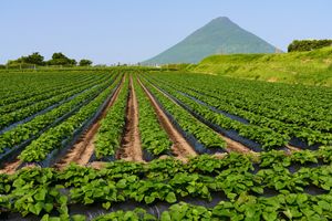 이부스키시의 고구마 밭과 카이몬다케(2023년 5월)