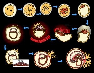 인간 배아 발생의 초기 단계