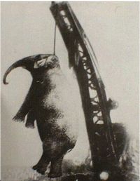 조련사를 죽였다는 이유로 교수형에 처해진 코끼리 메리, 1916년