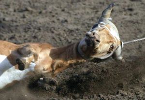 미국의 로데오 경기 중 하나인 스티어 로핑