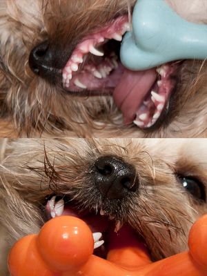 말티즈와 요크셔 테리어의 믹스견인 모키(Morkie) 강아지의 유치와 영구치가 함께 자라고 있는 모습