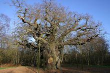 셔우드 숲(Sherwood Forest)의 메이저 오크(Major Oak); 동부 미들랜즈 북동부의 전통적인 랜드마크입니다.