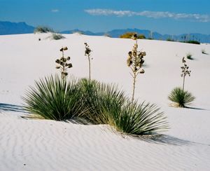 화이트 샌즈 국립공원: 모래언덕과 유카(Yucca). 유카꽃은 뉴멕시코 주를 상징하는 꽃이다.