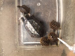 약 3~5cm의 작은 남생이. 제니가메(ゼニガメ)라고 불리며 친숙하다.