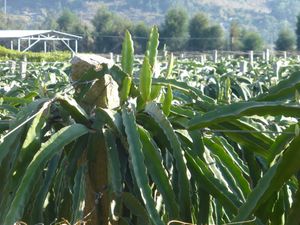 중국 푸젠성 련강현 동대진 동쪽의 용과 농장