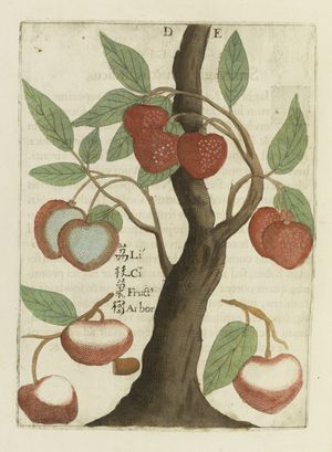 미할 보임(Michal Boym)의 『Flora Sinensis』(1657)에 나오는 "Lici Fruit Tree"