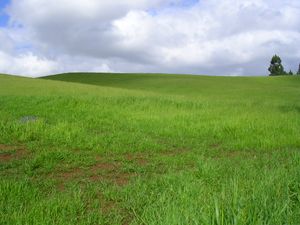 봄날의 스탠포드 언덕. 미국 캘리포니아주