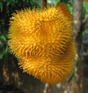 Artocarpus hirsutus