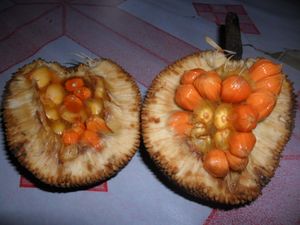 Artocarpus lanceifolius