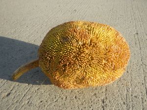 Artocarpus odoratissimus