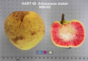 Artocarpus dadah