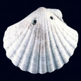 순례자의 상징으로 사용되는 가리비 조개껍데기. 배낭 등에 매달았다.