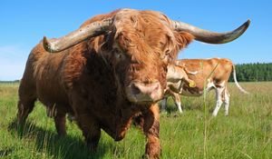 스코틀랜드 하이랜드 소(Highland cattle) 수소