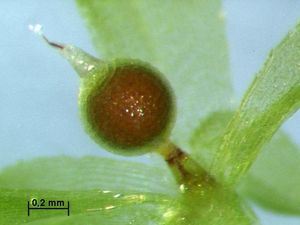 이끼 Physcomitrella patens의 폐쇄포자낭 포자체