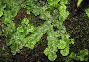 엽상형 태류 우산이끼(Conocephalum conicum).