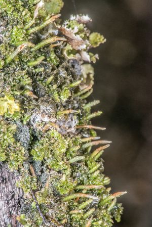 뿔이끼속의 일종 (Dendroceros granulatus).